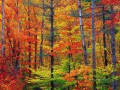 Helle Blätter im Herbst in New Hampshire fallen